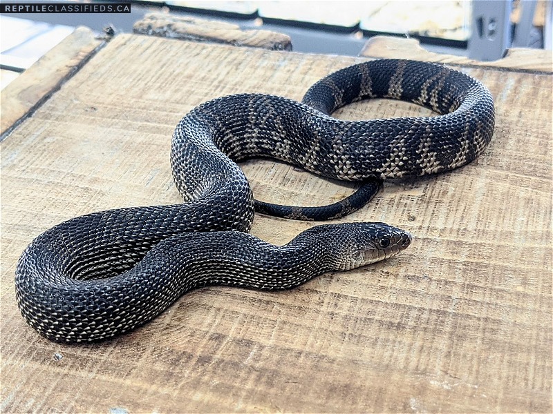 Black Pinesnake - Male - Reptile Classifieds Canada