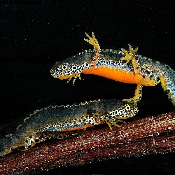 Wanted- newt breeding pairs 