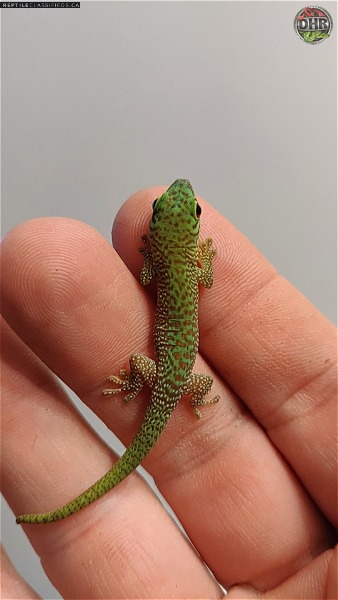 Captive-bred Day Geckos
