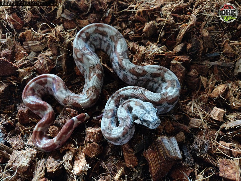 Available Boa Constrictors