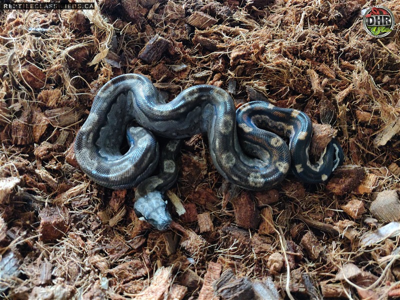 Available Boa Constrictors