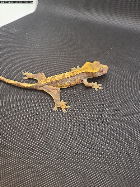 Crested Gecko With A Starter Kit!