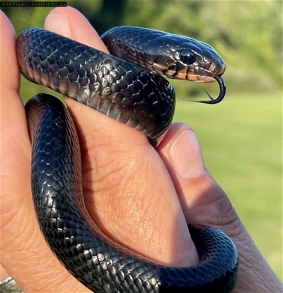 Captive Bred Eastern Indigo Snakes (Drymarchon couperi)