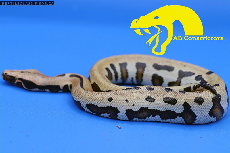 Golden Eye Pythons for sale