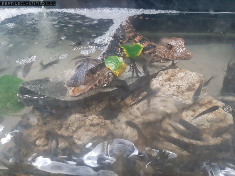 caimans for sale - Reptile Classifieds Canada