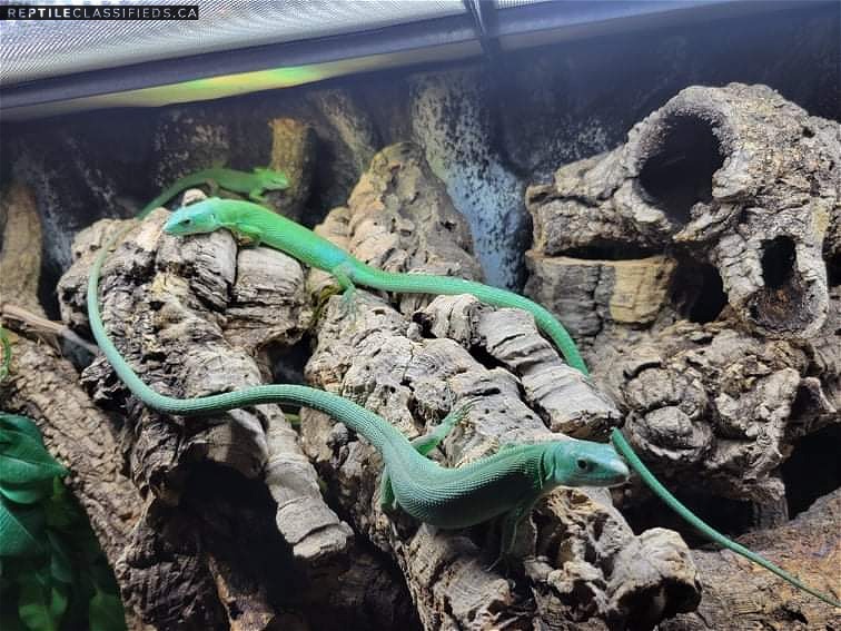 Green-keeled Lacerta - Reptile Classifieds Canada