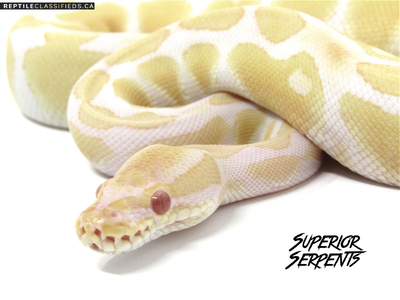 High Quality Pythons and More - YEAR END SALE!
