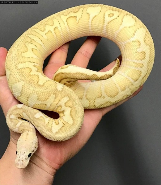 Pastel Banana Spotnose Ball Python - Female Maker - Reptile Classifieds Canada