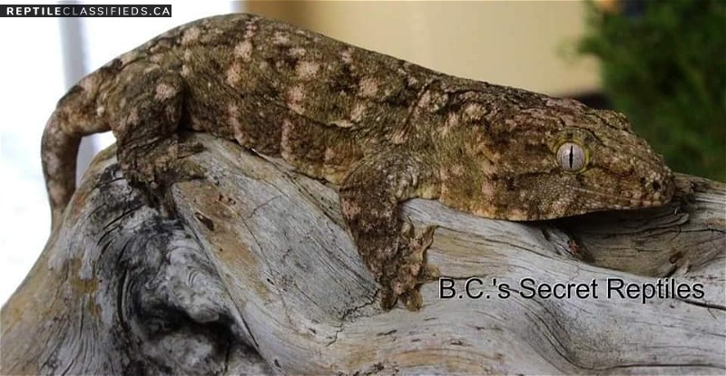 Pure Nuu Ami Leachianus Geckos