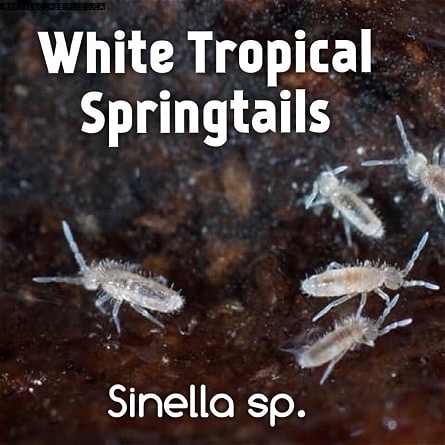 Isopods & Springtails
