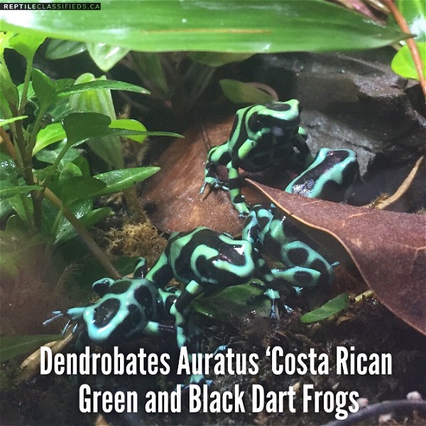 Dendrobates Auratus ‘Costa Rican Green and Black Dart Frogs
