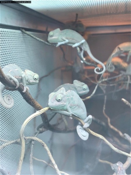 Baby Veiled chameleons (Chamaeleo calyptratus) For Sale.!! - Reptile Classifieds Canada