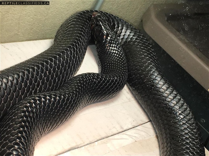 Male Eastern Indigo Snake Available
