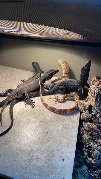 Black dragons From NERD in ontario  - Reptile Classifieds Canada