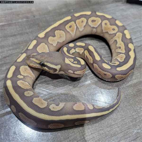 Ballpython Lesser x Pastel x Ghost MALE - Reptile Classifieds Canada