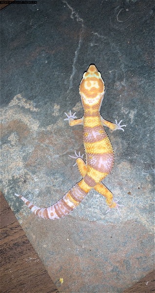 90 leopard geckos for sale! - Reptile Classifieds Canada