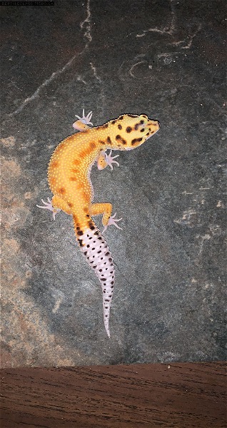 90 leopard geckos for sale!