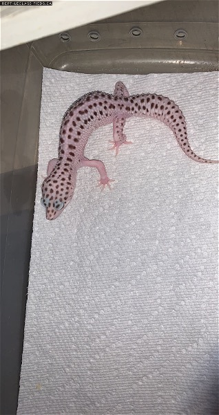90 leopard geckos for sale!