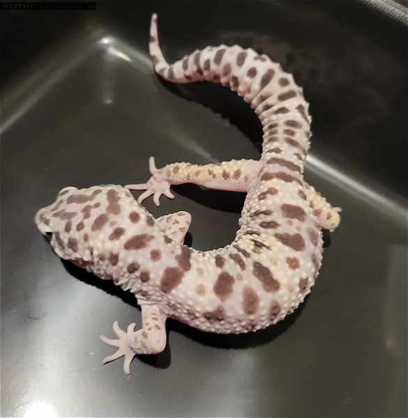 Male TUG Snow Leopard Gecko - Reptile Classifieds Canada