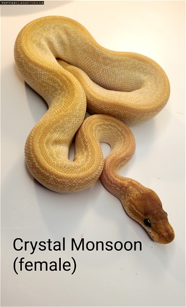 Female Crystal Monsoon and Male Super Special 50% Het Monsoon - Reptile Classifieds Canada