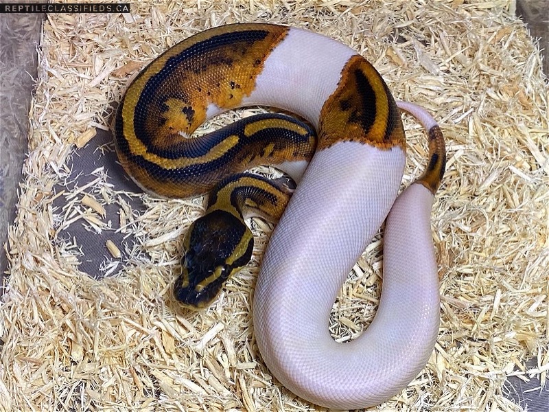 2021 Male Pied