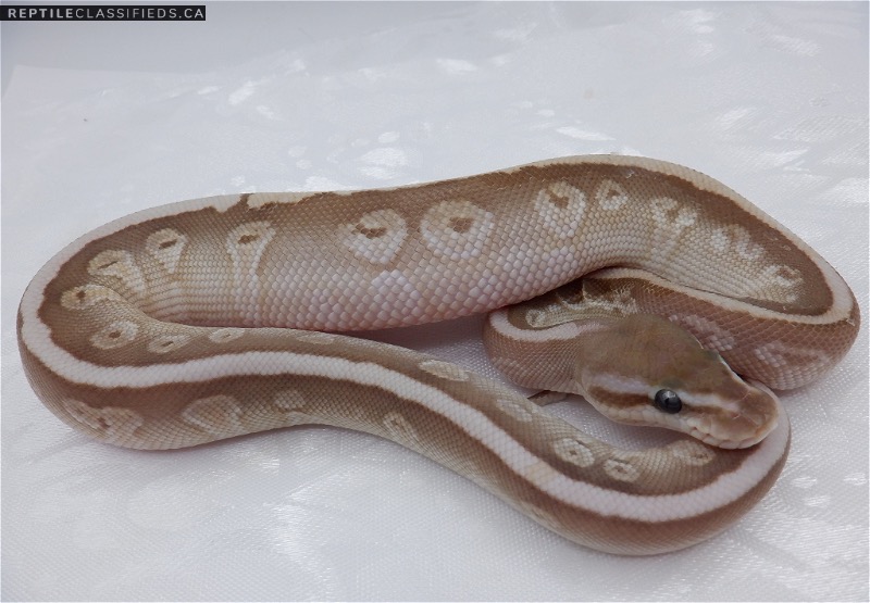 Butter HGW with a possible extra gene  - Reptile Classifieds Canada