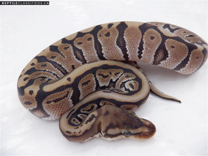 Hidden gene woma with a possible extra gene - Reptile Classifieds Canada