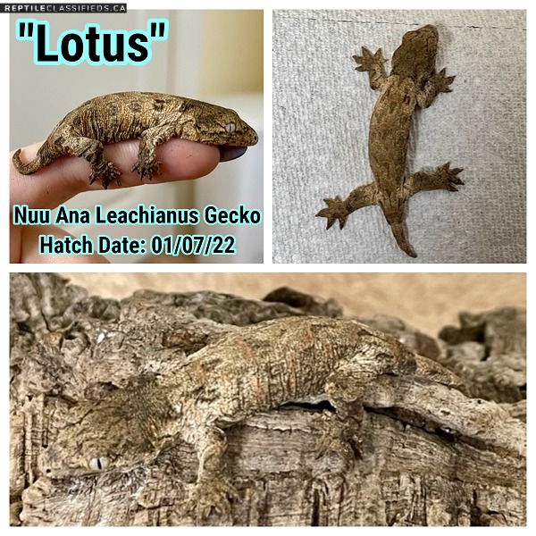 Leachianus and Pine Isle Chahoua Geckos
