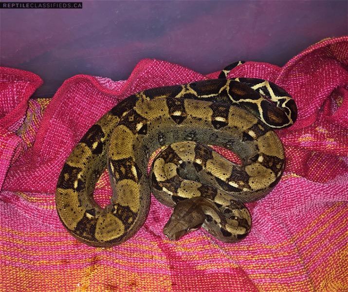 Package deal or sell separately make an offer - Reptile Classifieds Canada