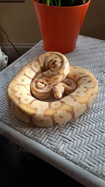 Banana butter pastel ball python PB girl