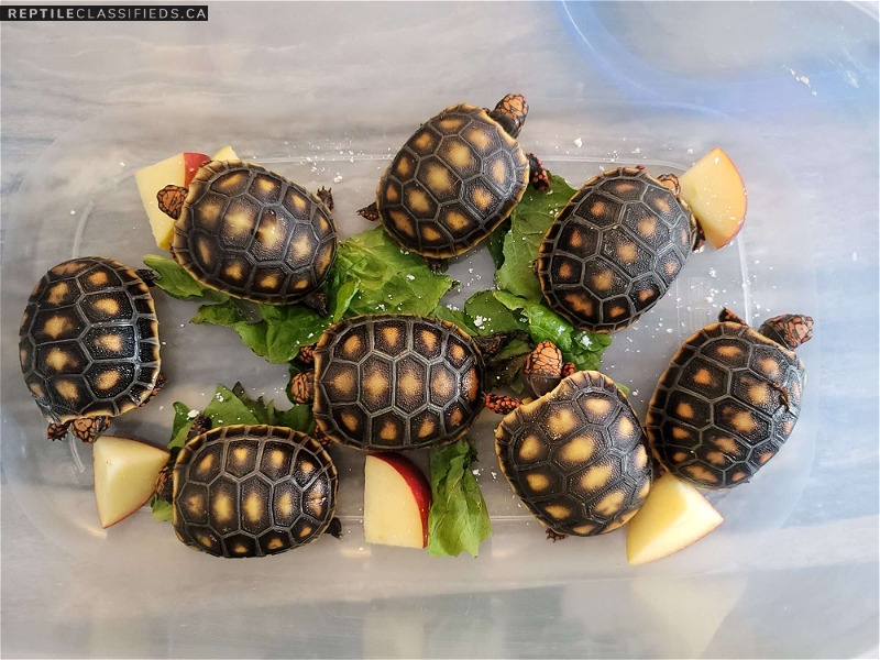 Red Foot Tortoise Babies - Reptile Classifieds Canada