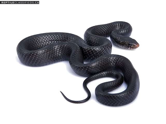 LOOKING FOR eastern Indigo snake - Reptile Classifieds Canada