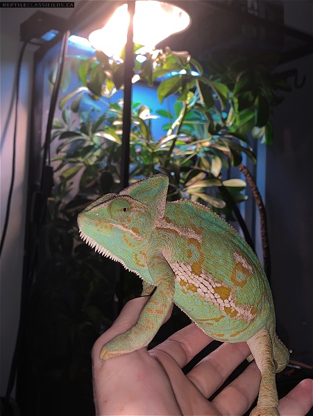 Veiled chameleon  - Reptile Classifieds Canada