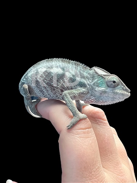 Panther Chameleons Ready To Go - Reptile Classifieds Canada