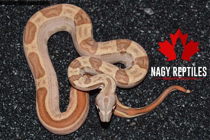 Hypo Motley 66% het Sterling - Reptile Classifieds Canada