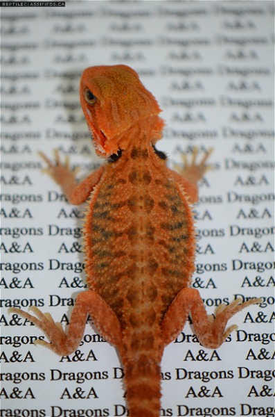 A&A Dragons - Reptile Classifieds Canada