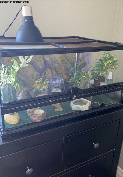 Rehoming leopard gecko and all supplies  - Reptile Classifieds Canada