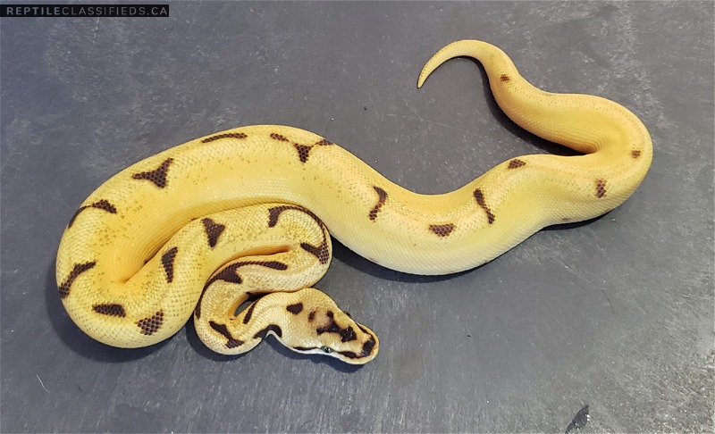 2021 BALL PYTHONS - Reptile Classifieds Canada