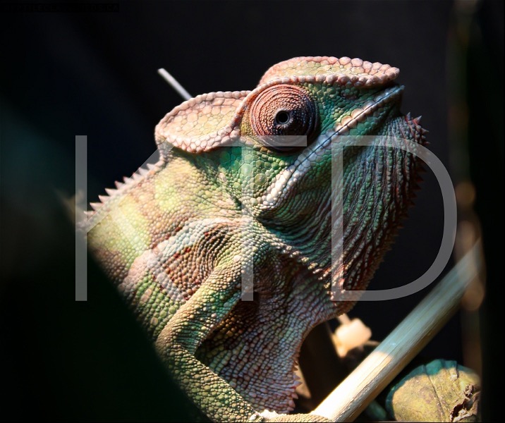 Nosey Mitsio Panther Chameleons - Reptile Classifieds Canada
