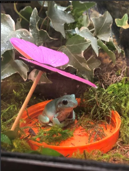 two white tree frogs with bioactive terarrium  - Reptile Classifieds Canada