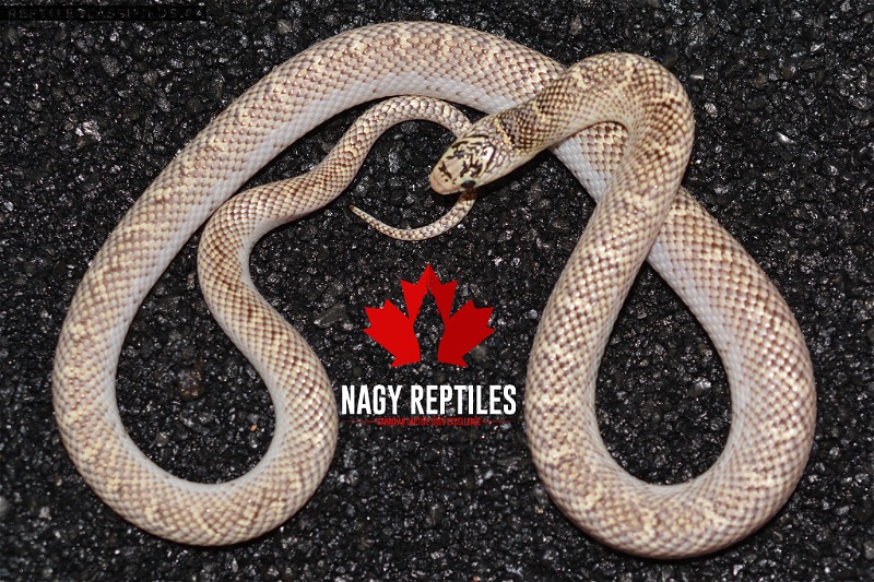White Sided het Axanthic Floridana - Reptile Classifieds Canada