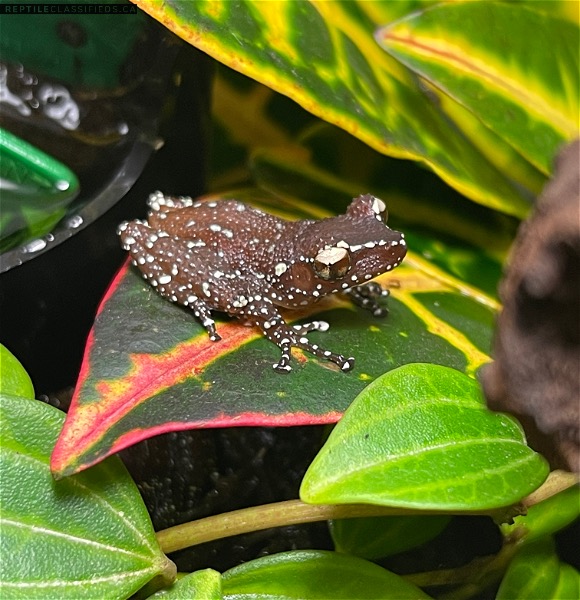 Trio of Cinnamon Tree Frogs - Reptile Classifieds Canada