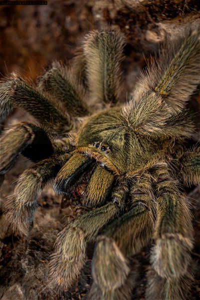 Selling female P. Cambridgei, female M. balfouri, and male D. diadema (whip spider)