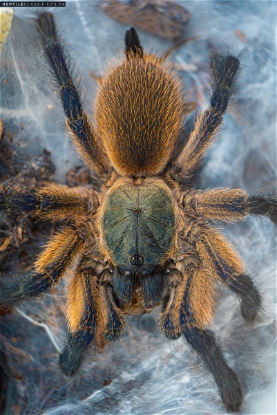 Selling female P. Cambridgei, female M. balfouri, and male D. diadema (whip spider)