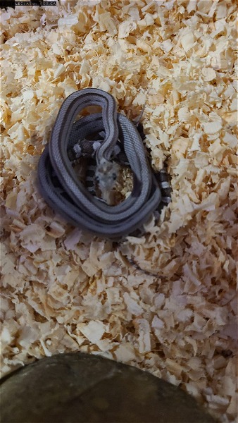 Multiple baby corn snakes for sale