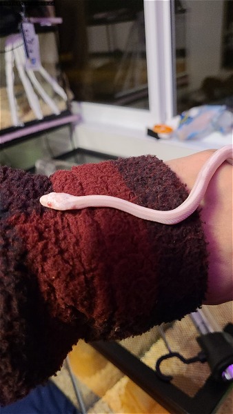 Multiple baby corn snakes for sale