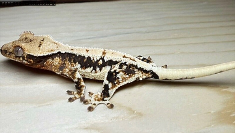 Juvenile Lilly White  - Reptile Classifieds Canada