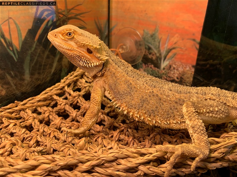 2 year old Bearded Dragon looking for forever home - Reptile Classifieds Canada