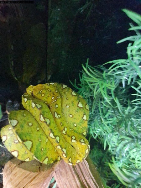 6/7 months old unsexed Biak green tree python with full setup