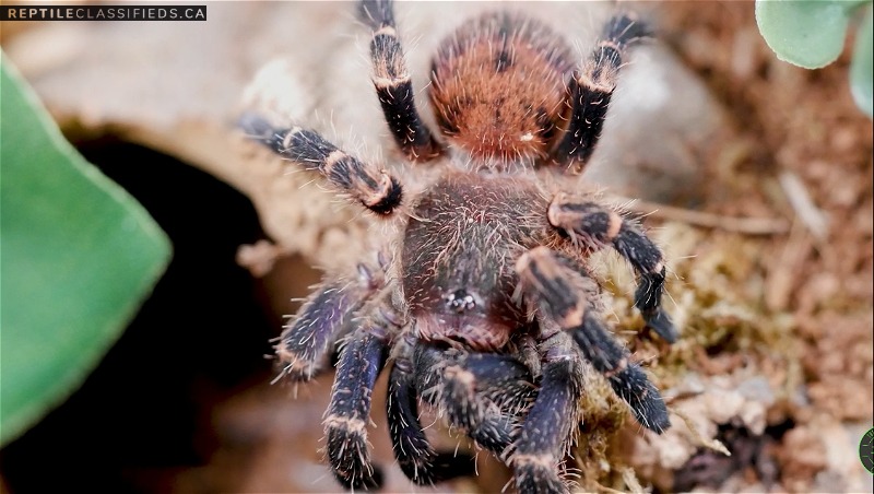 Looking for female tarantulas and jumping spiders!